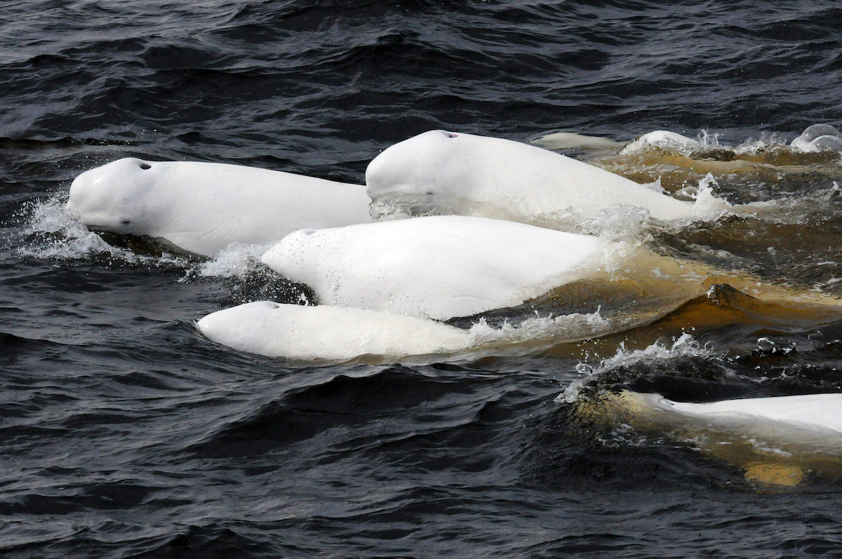 Endangered beluga whales can be found in Saguenay-St. Lawrence Marine Park. Endangered beluga whales can be found in Saguenay-St. Lawrence Marine Park.