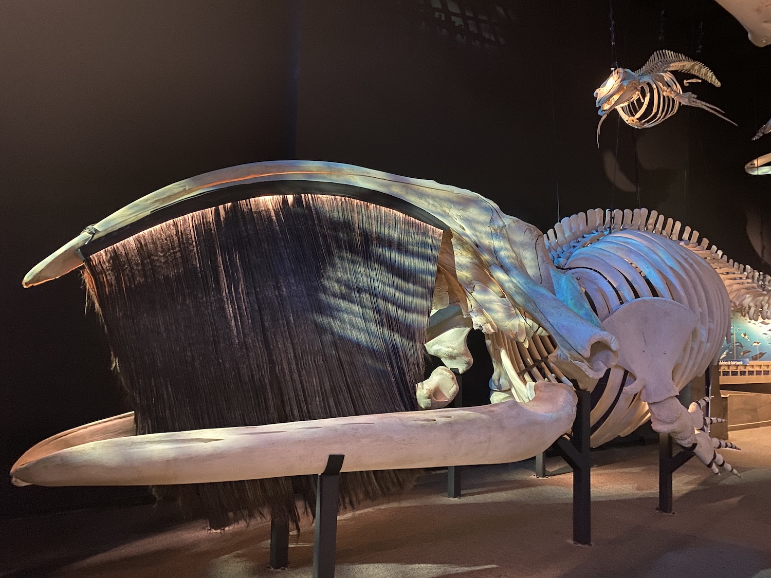 A right whale skeleton at the Marine Mammal Interpretation Centre in Tadoussac, Quebec.