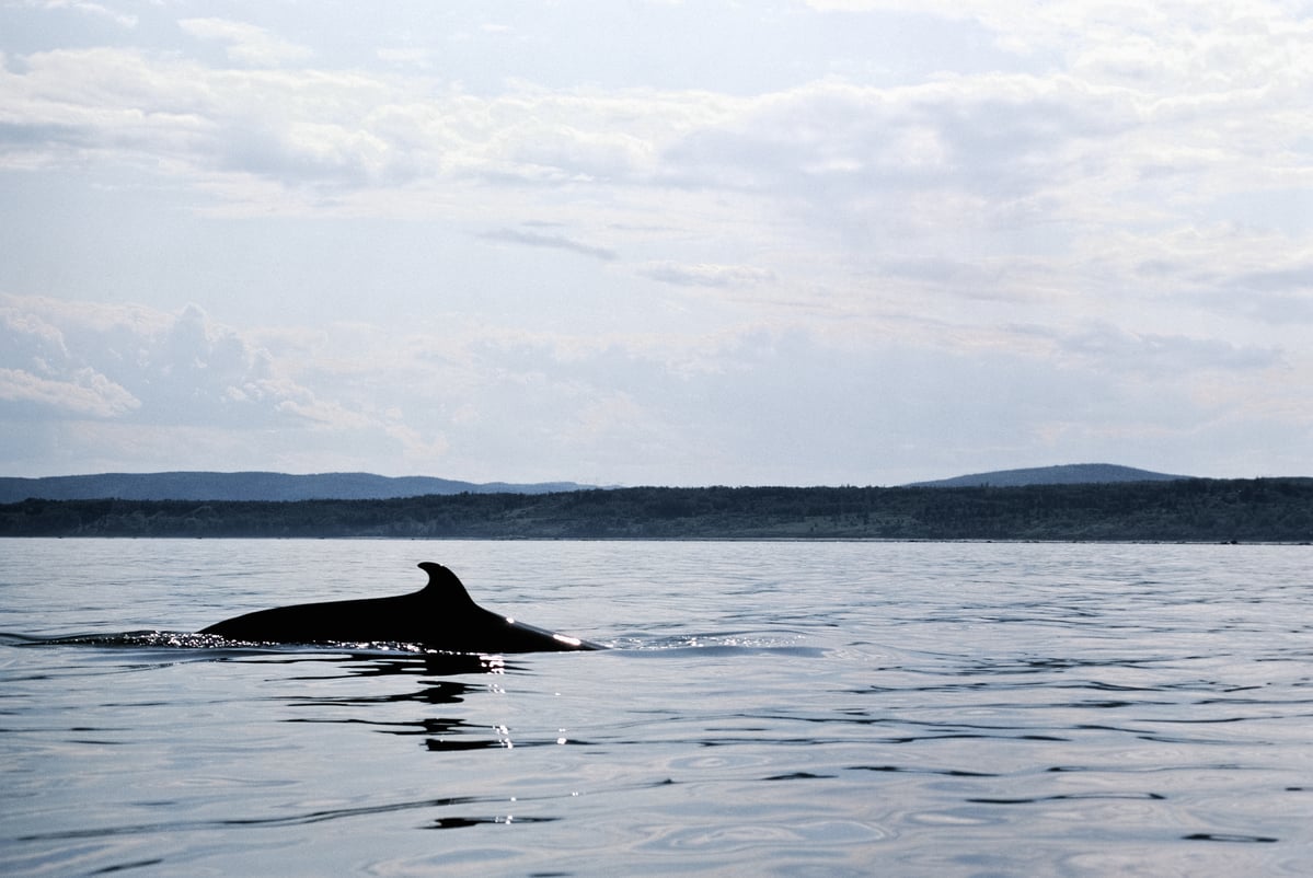 A whale in Saguenay St. Lawrence National Marine Park in Quebec. A whale in Saguenay St. Lawrence National Marine Park in Quebec.