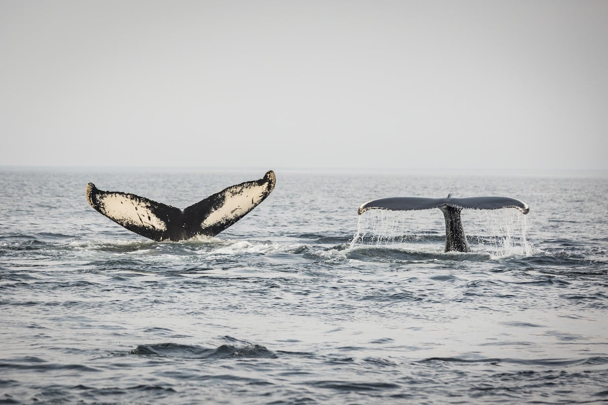 Several kinds of whales can be seen in Saguenay-St. Lawrence Marine Park in Quebec. Several kinds of whales can be seen in Saguenay-St. Lawrence Marine Park in Quebec.