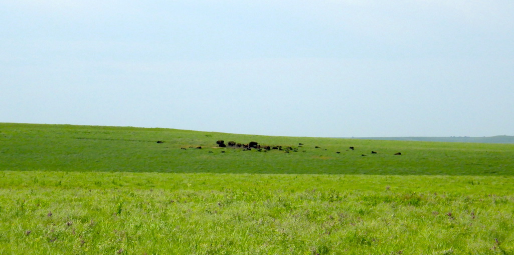 Bison on the prairie, Tallgrass Prairie National Preserve / Kurt Repanshek