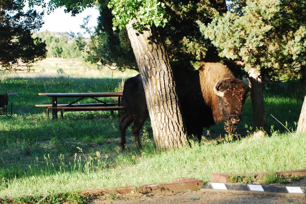 A Minnesota woman was injured when gored by a bison in the Painted Canyon of Theodore Roosevelt National Park/Kurt Repanshek file
