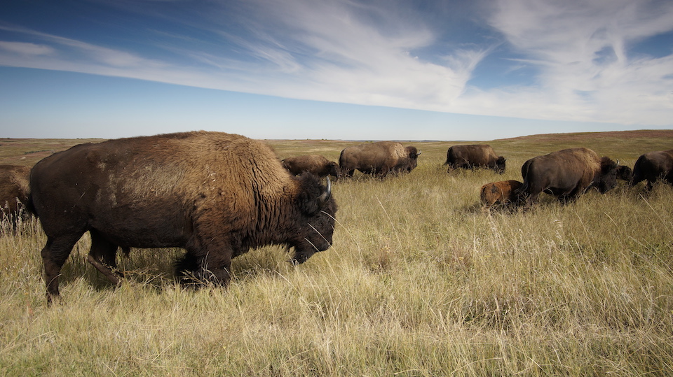 Bison herd a Theodore Roosevelt National Park/NPS, Jeff Zylland