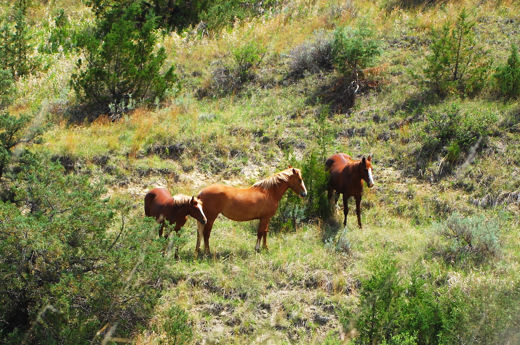How should feral horses at Theodore Roosevelt National Park be managed?/Kurt Repanshek file How should feral horses at Theodore Roosevelt National Park be managed?/Kurt Repanshek file