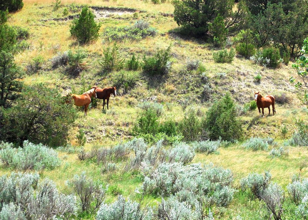 Nearly 4,000 people have signed a petition urging the National Park Service to let feral horses remain at Theodore Roosevelt National Park/Kurt Repanshek file