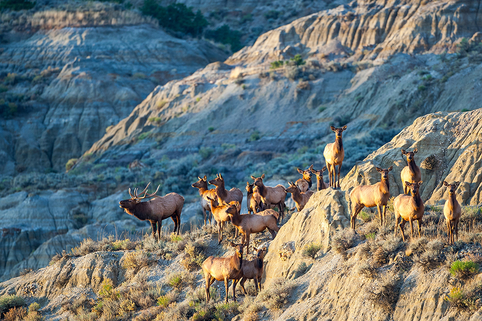 A bull elk's fall harem, Theodore Roosevelt National Park / NPS - Rolan Honeyman A bull elk's fall harem, Theodore Roosevelt National Park / NPS - Rolan Honeyman