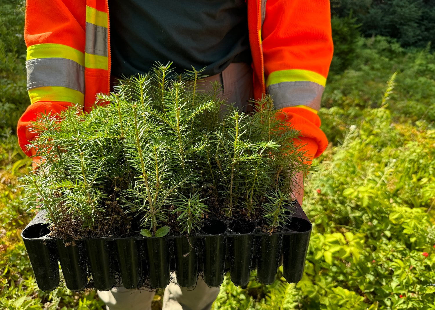 At Terra Nova National Park, visitors can help plant balsam fire at a forest demonstration plant.