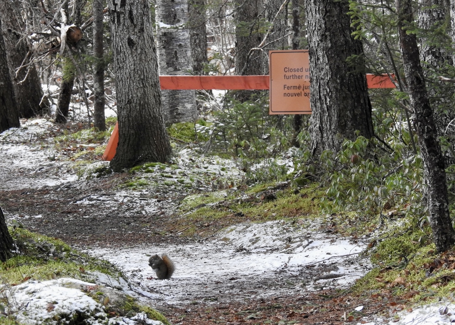 An American red squirrel forages along the Coastal Trail in Terra Nova National Park.