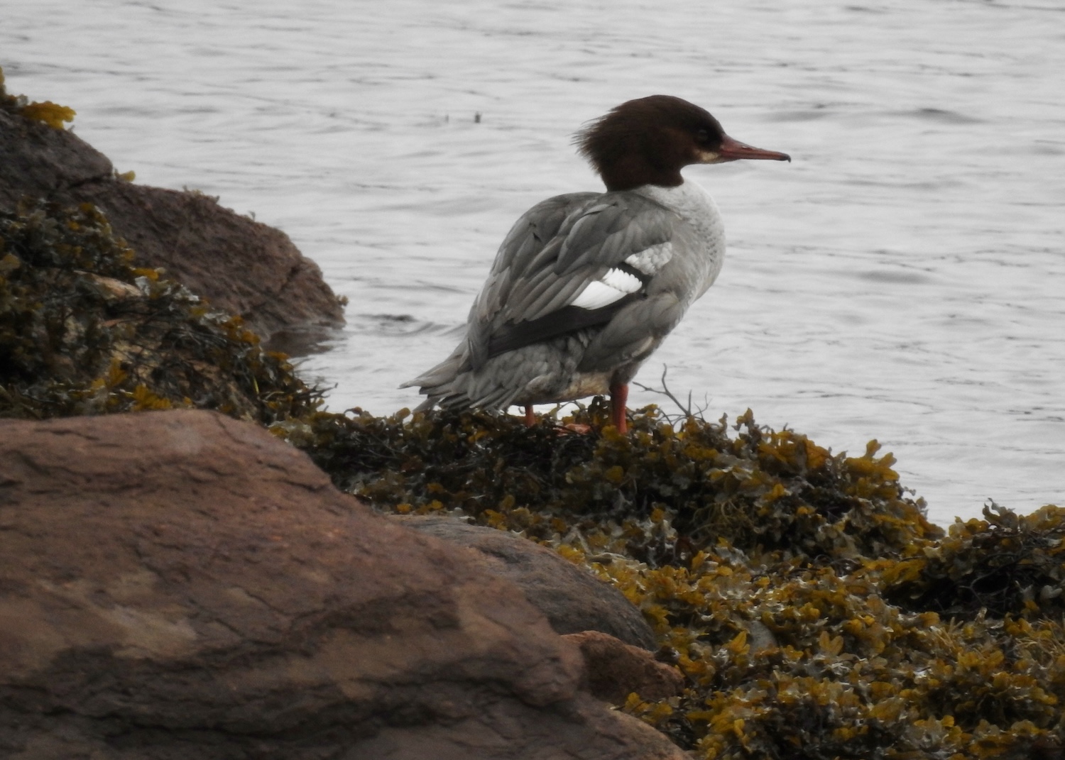 A Common Merganser rests by Newman Sound in Terra Nova National Park.