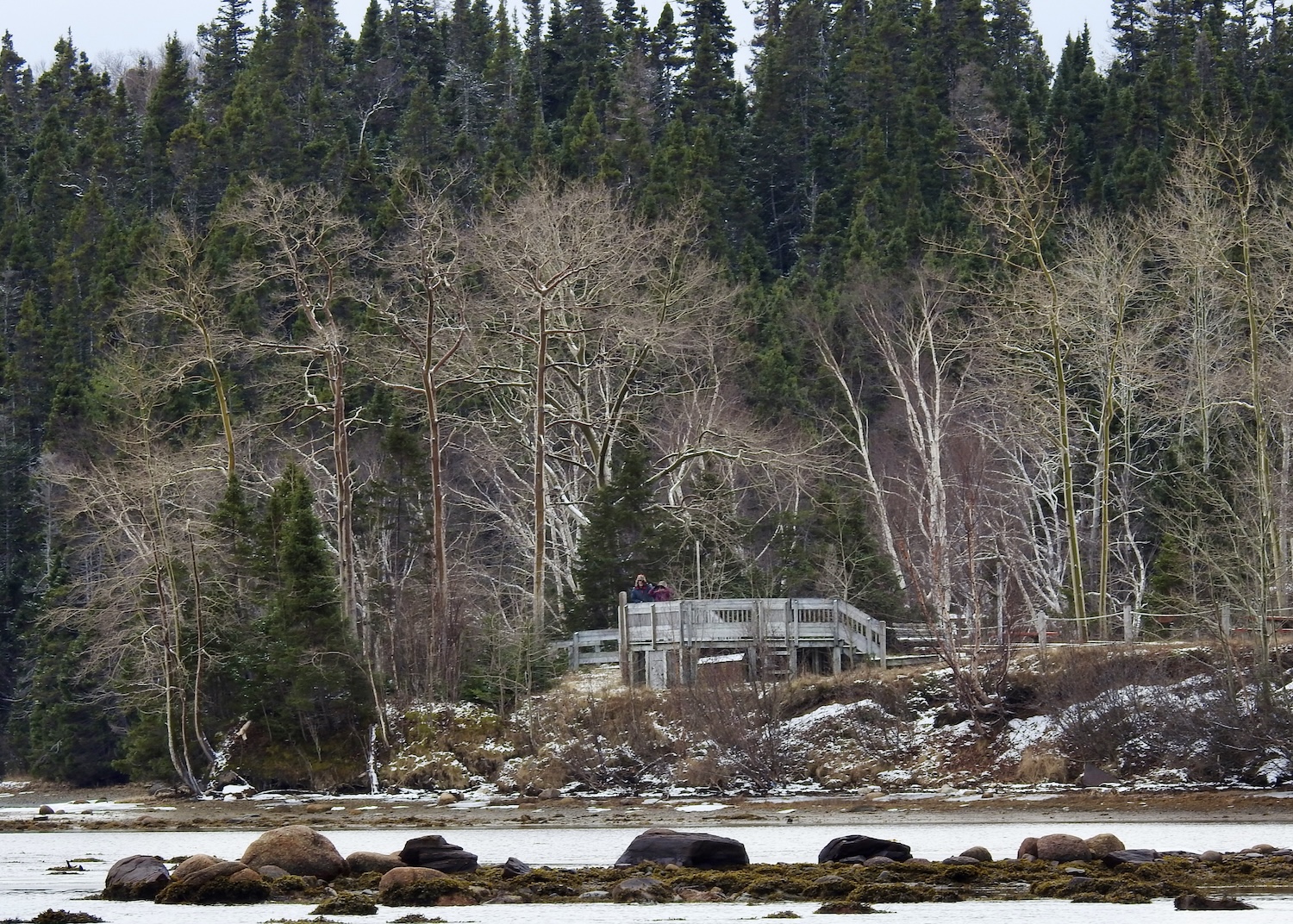 At the Newman Sound Day-Use Area, birders spotted a Steller's Sea-Eagle from this viewing platform in December.