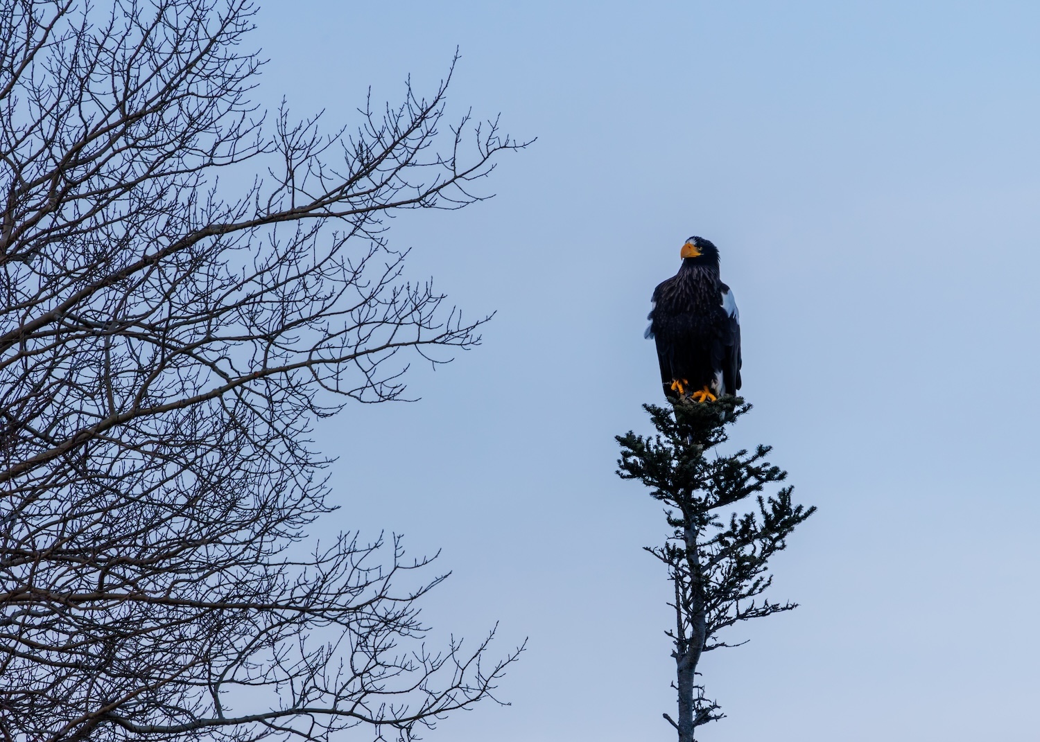 The day that Sandra Moss got a good look at this Steller's Sea-Eagle, she took about 500 shots in 10 minutes.