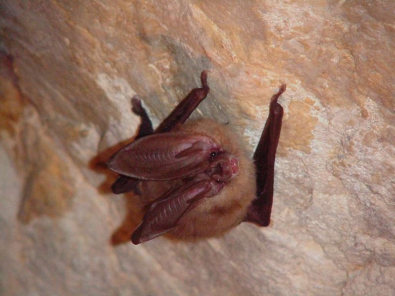 A Townsend's big-eared bat roosting in a Utah cave / NPS