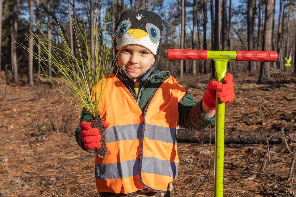 A young volunteer holds a longleaf pine seedling during a tree-planting event / NPS boy holds up a pine tree seedling for planting