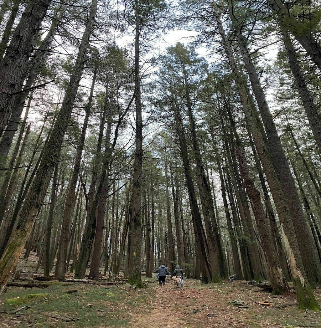 The Damascus Forest Trail/NPS The Damascus Forest Trail/NPS