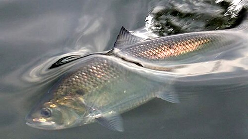The Shad run is underway on the Upper Delaware Scenic and Recreational River/NPS file