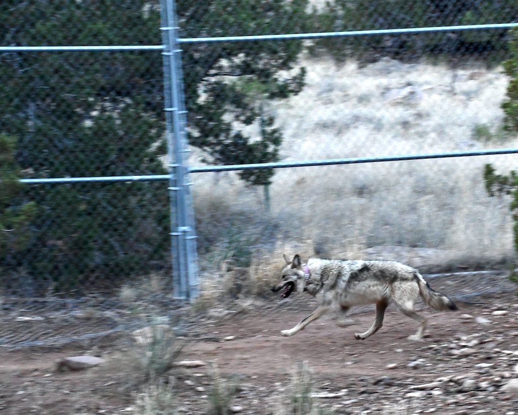 Conservationists want the U.S. Fish and Wildlife Service to let Asha, a Mexican wolf, roam freely/USFWS Conservationists want the U.S. Fish and Wildlife Service to let Asha, a Mexican wolf, roam freely/USFWS