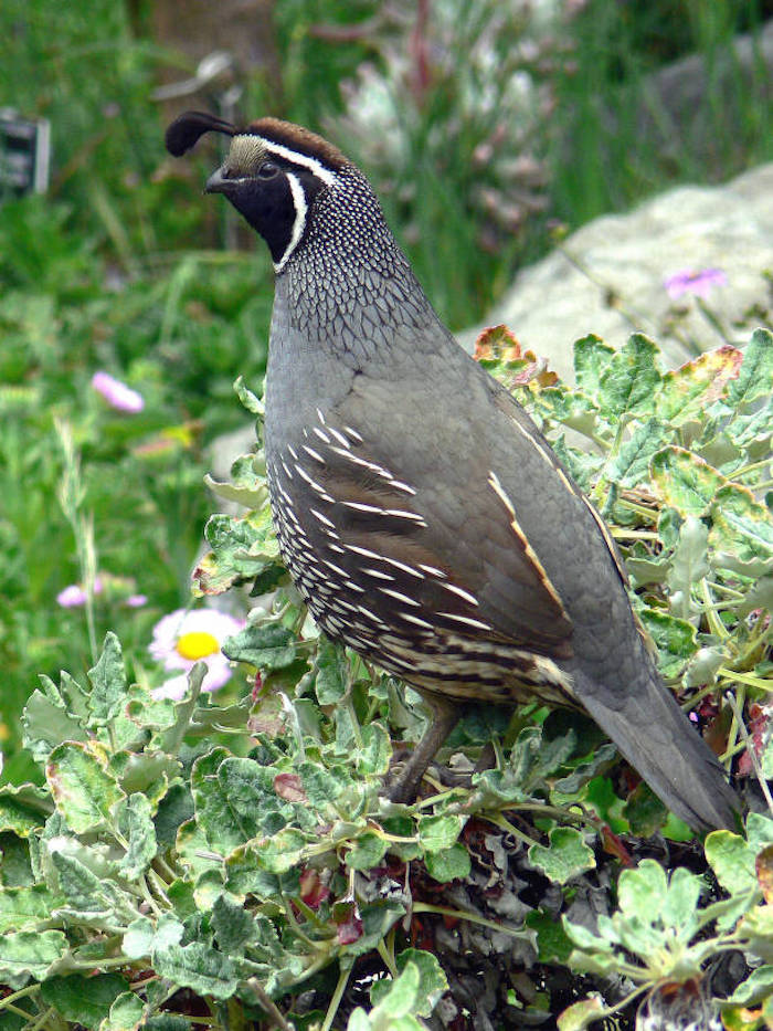 Ongoing drought conditions could prompt California quail and some other bird species to skip a nesting/USFWS Ongoing drought conditions could prompt California quail and some other bird species to skip a nesting/USFWS