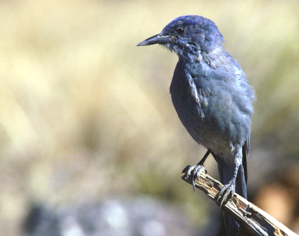 The pinyon jay needs the protection of the Endangered Species Act to avoid extinction, according to Defenders of Wildlife The pinyon jay needs the protection of the Endangered Species Act to avoid extinction, according to Defenders of Wildlife