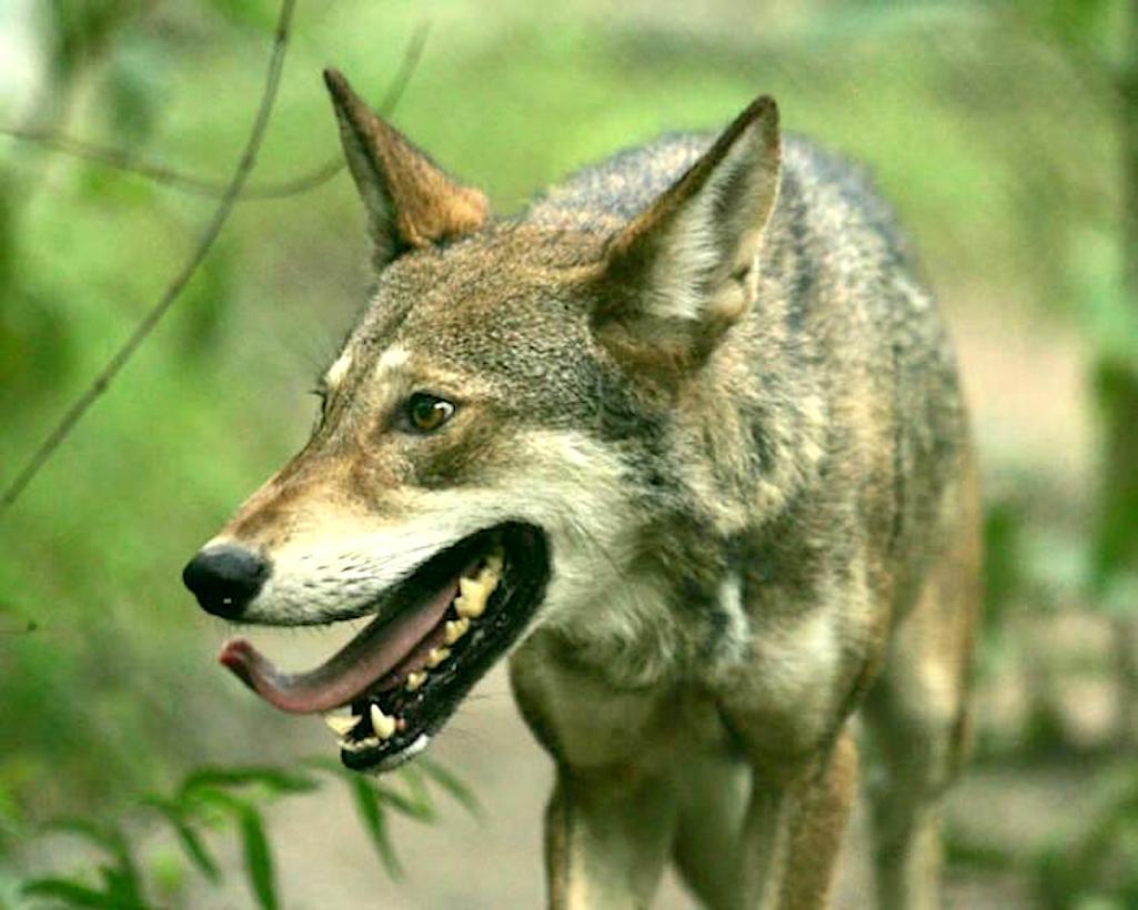 The U.S. Fish and Wildlife Service has agreed to a settlement calling for it to resume recovery efforts for the red wolf/USFWS file The U.S. Fish and Wildlife Service has agreed to a settlement calling for it to resume recovery efforts for the red wolf/USFWS file