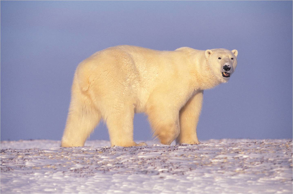 Watch out for that polar bear! USFWS-Terry Debruyne Watch out for that polar bear! USFWS-Terry Debruyne