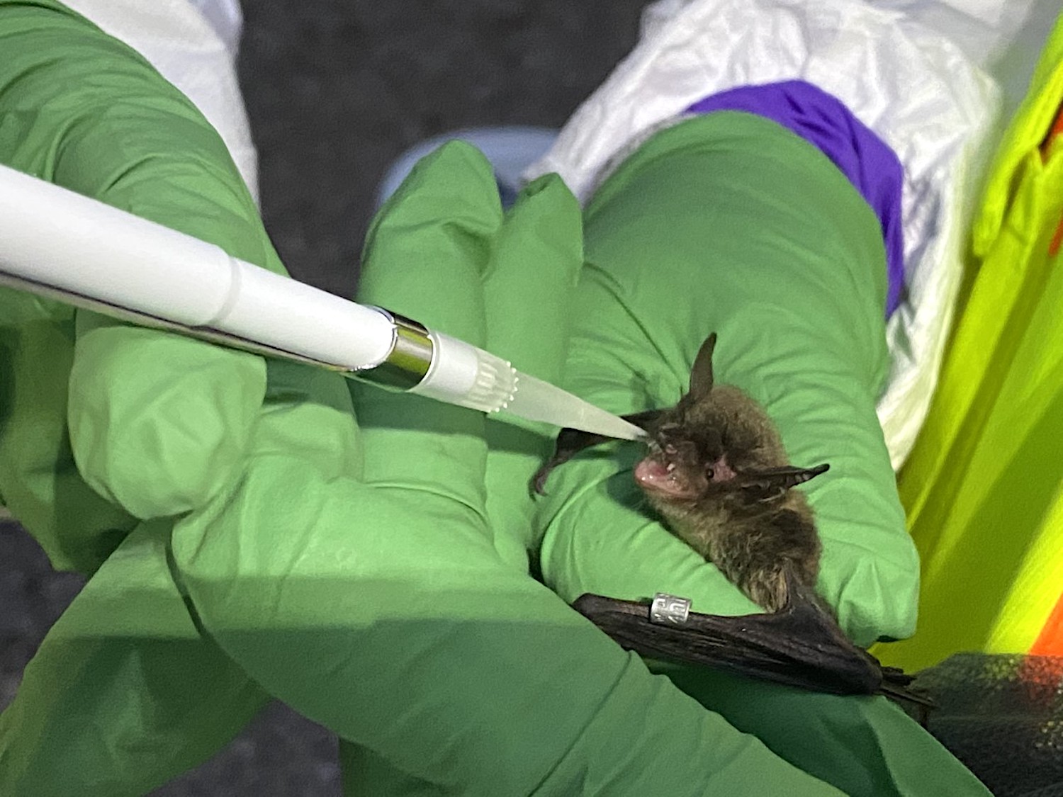 Researchers conducted a trial run to monitor the efficacy of a vaccine for white-nose syndrome/USGS Researchers conducted a trial run to monitor the efficacy of a vaccine for white-nose syndrome/USGS