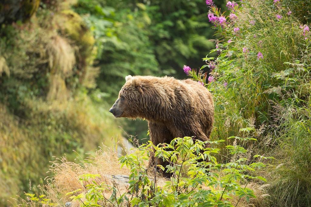 The NPS and USFWS have a plan set to restore grizzly bears to the North Cascades National Park Complex / USFWS-L. Hupp photo The NPS and USFWS have a plan set to restore grizzly bears to the North Cascades National Park Complex / USFWS-L. Hupp photo
