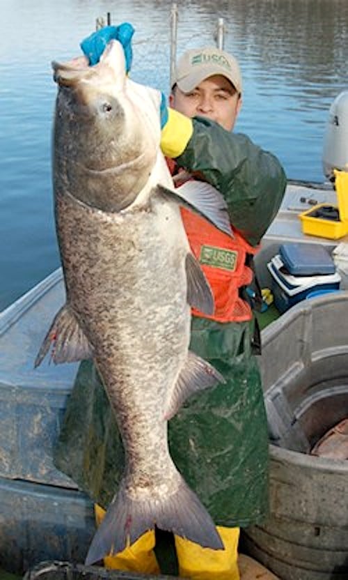 Various species of Asian carp, such as this Bighead carp, threaten native fisheries in the Mississippi River and potentially the Great Lakes/USGS