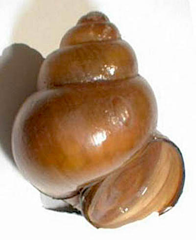 Chinese mysterysnails have turned up in Voyageurs National Park/USGS, Amy Benson