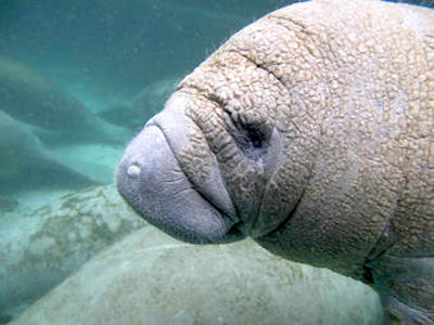 The U.S.G.S. has developed a DNA test to track manatees in waterways/USGS The U.S.G.S. has developed a DNA test to track manatees in waterways/USGS