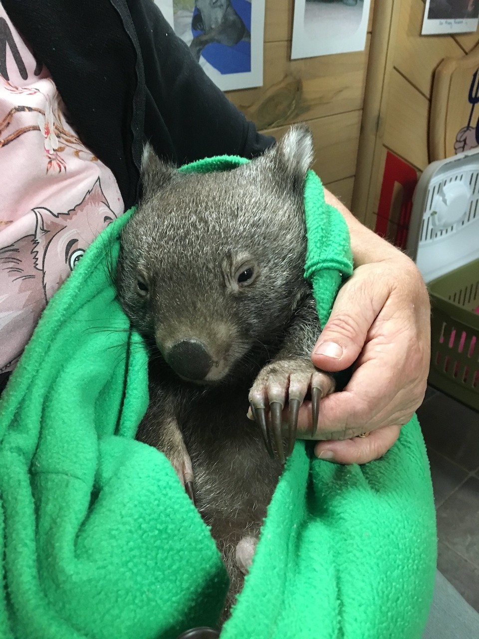 Wombats were among the many animals that were rescued from the fires/BLM, Jason Porter