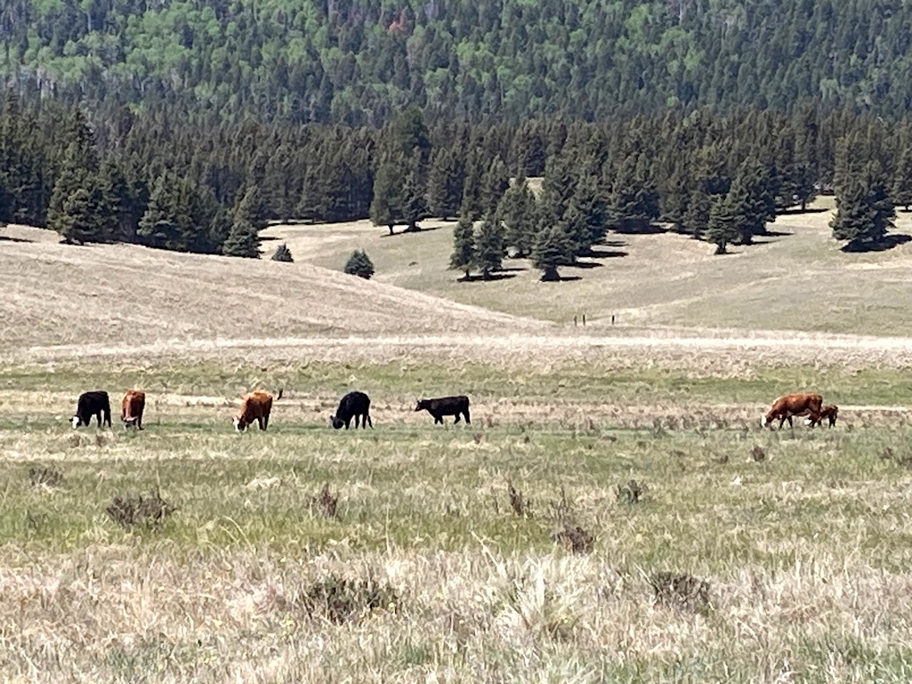 The U.S. Forest Service is being sued for allowing cattle to move into Valles Caldera National Preserve/Western Watersheds Project The U.S. Forest Service is being sued for allowing cattle to move into Valles Caldera National Preserve/Western Watersheds Project