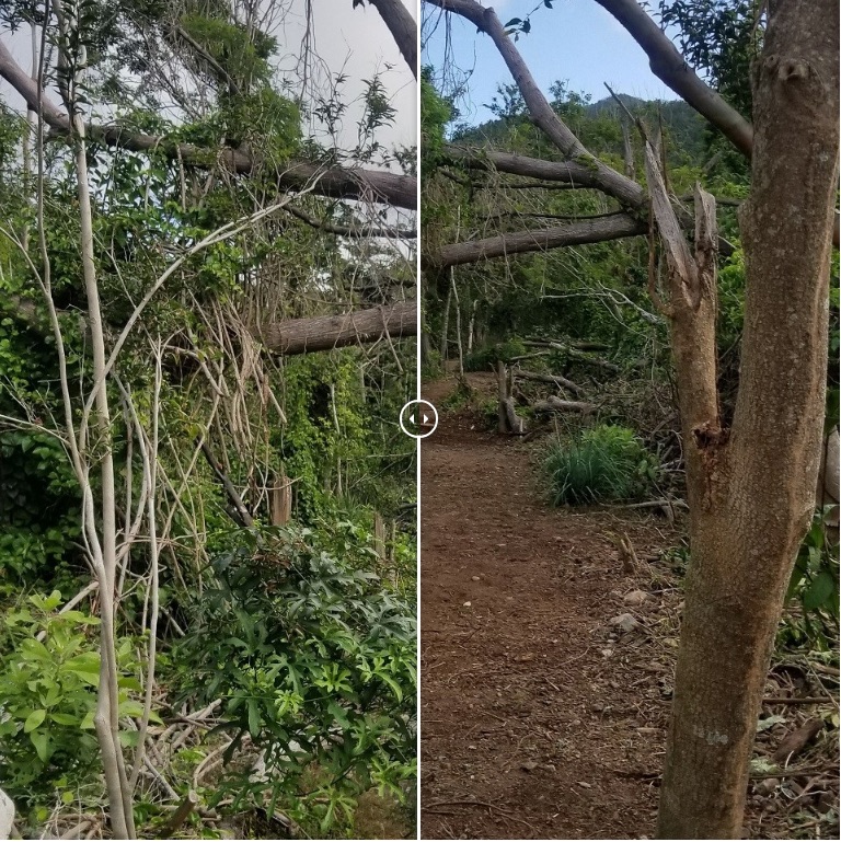 Post-Irma damage to Reef Bay Trail and after cleanup work/NPS, Eric Wood