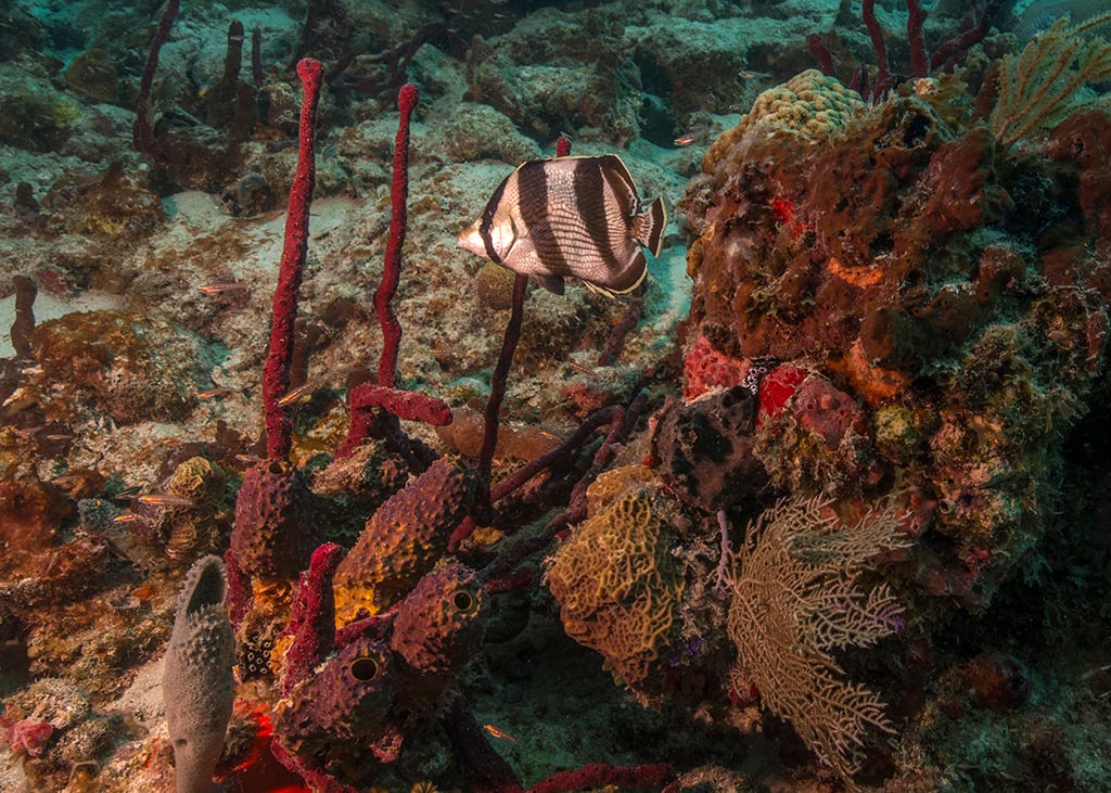 Go snorkeling at Virgin Islands National Park and you'll see a world of colorful sealife beneath the turquoise waters / NPS - Susanna Pershern Go snorkeling at Virgin Islands National Park and you'll see a world of colorful sealife beneath the turquoise waters / NPS - Susanna Pershern