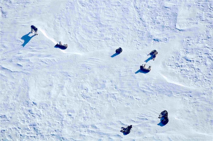 Wolves are some of the locals at Voyageurs, and they can be easier to spot in winter, if only by their tracks / NPS