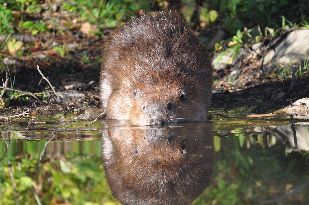 Just by doing their thing, beavers at Voyageurs National Park are creating new habitats for the park's other wildlife species / NPS file