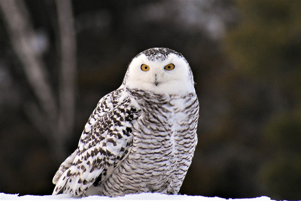 Visit Voyagers National Park in the winter and you might spot a snowy owl / Gordy Lindgren via NPS