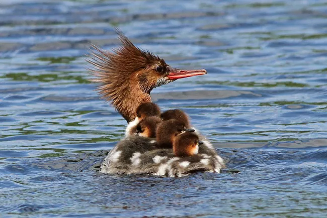 Merganser mother with her chicks, Voyageurs National Park / Scott Nagel via NPS