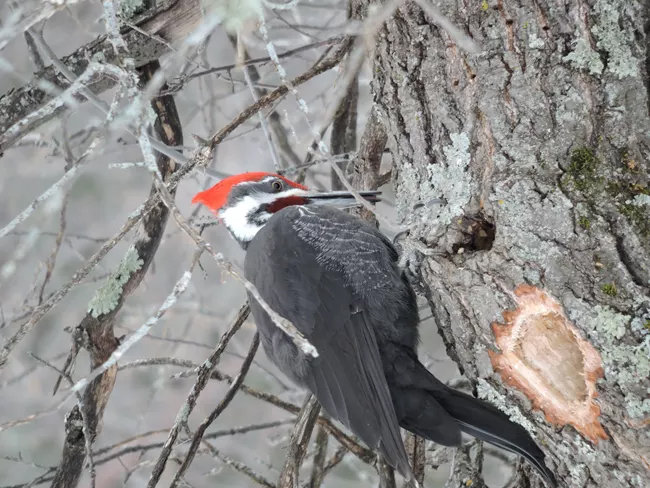 Visit the Rainy Lake Visitor Center area at Voyageurs National Park and you might spot a pileated woodpecker / NPS file