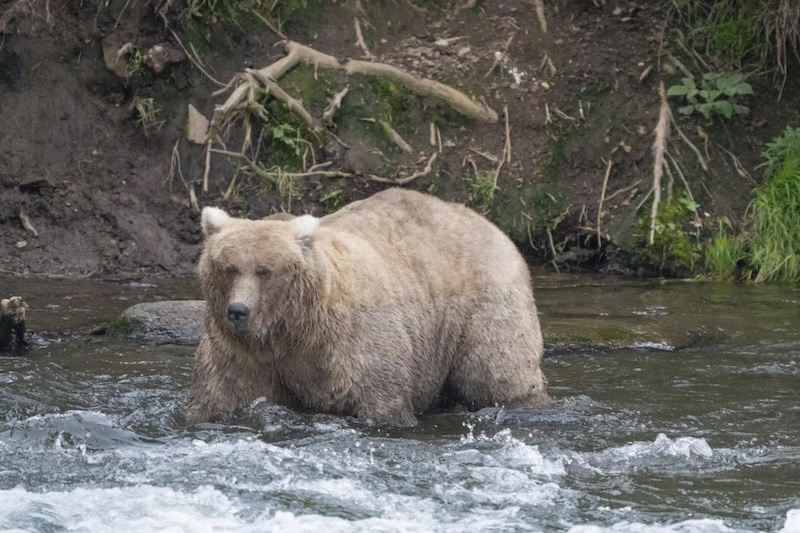 Grazer at Brooks Falls, 2023 / NPS Grazer at Brooks Falls, 2023 / NPS