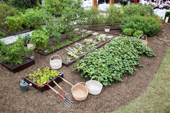 Fall harvest at the White House Garden/NPS
