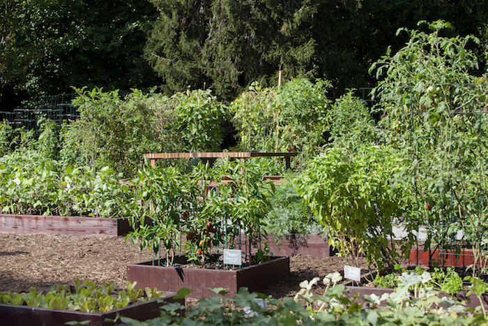 White House Kitchen Garden/NPS
