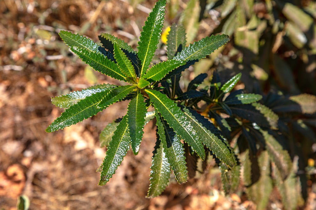 Yerba santa, Whiskeytown National Recreation Area / Rebecca Latson