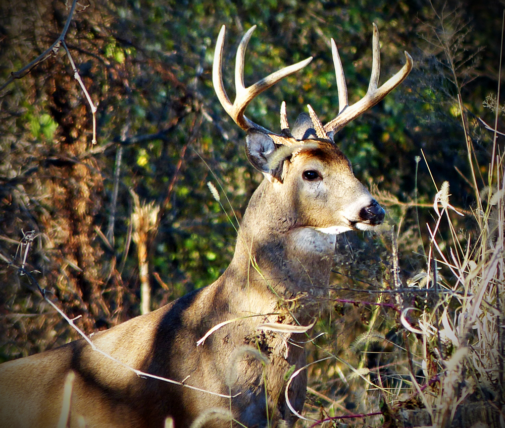 White-Tailed buck / Wikipedia-ML Haen photo