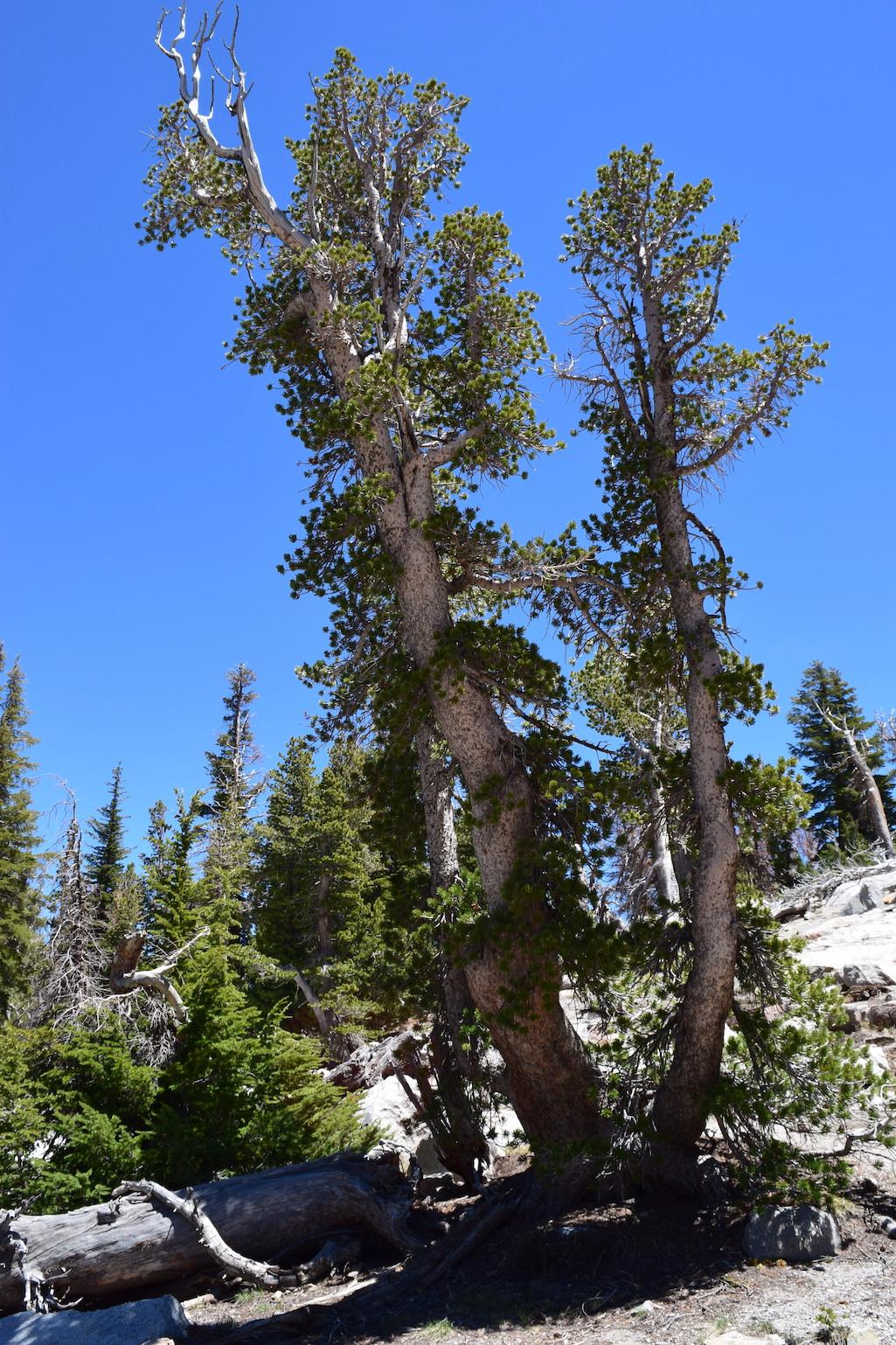 A five-year effort is being launched to restore whitebark pine stands in national parks in the West/Diana Tomback