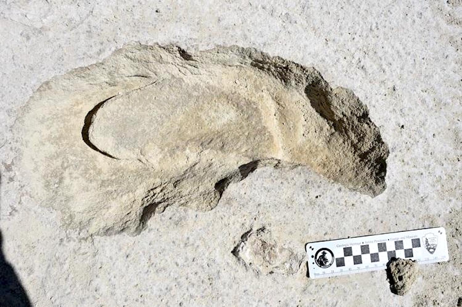 Dating of trackways found in White Sands National Park pushes back the arrival of humans in the New World/NPS photo of human print inside a giant sloth print