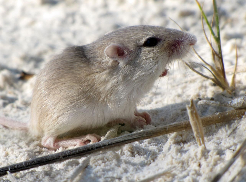 Apache pocket mouse, White Sands National Park / NPS file Apache pocket mouse, White Sands National Park / NPS file