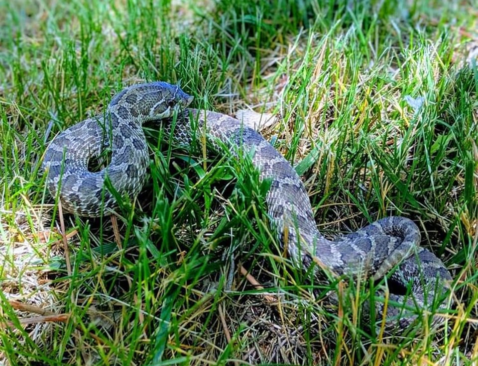 Western hognose snake, White Sands National Park / NPS File
