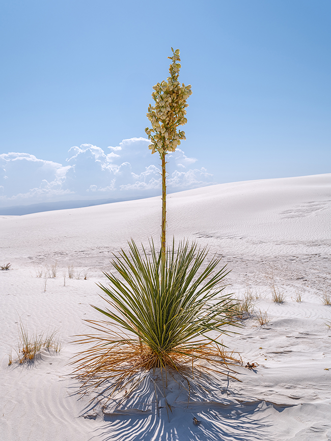 A closer look at a blooming soaptree yucca, White Sands National Park / Rebecca Latson