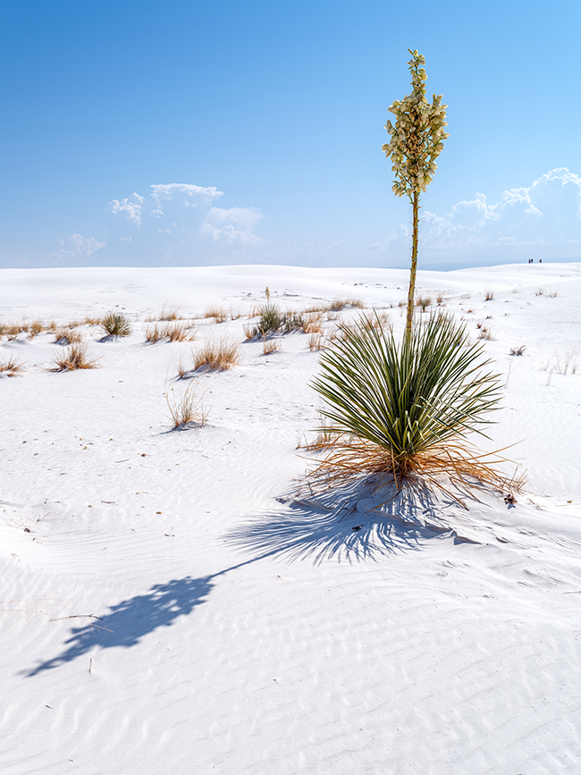 Capturing the iconic soaptree yucca and it's shadow, White Sands National Park / Rebecca Latson