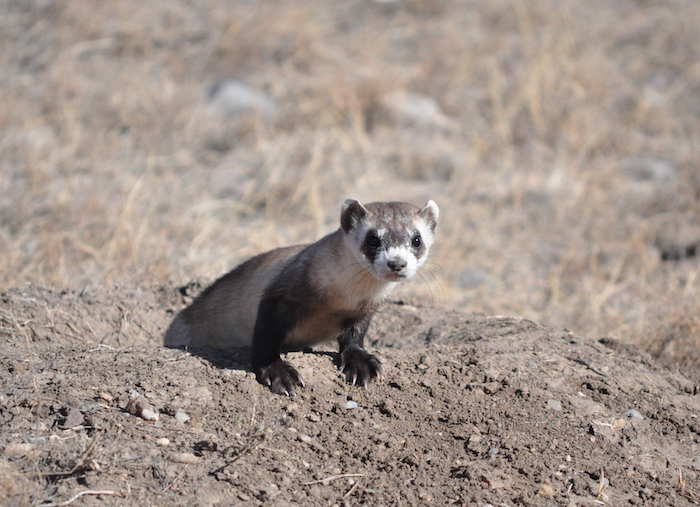 The Park Service is working in Badlands and Wind Cave national parks to boost the population of black-footed ferrets/NPS file